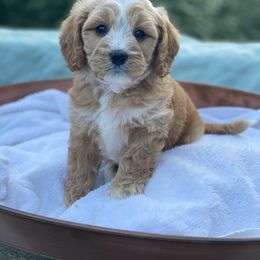 Cavapoo, Maltipoo, and Poodle Puppies from My Sweet Poodles and Doodles
