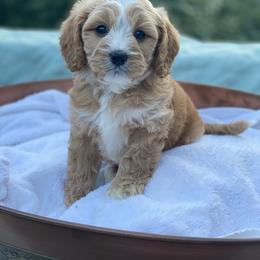 Cavapoo, Maltipoo, and Poodle Puppies from My Sweet Poodles and Doodles