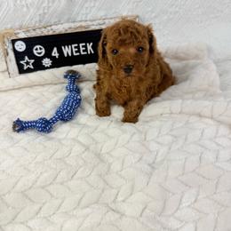 Lightning - Red  male Poodle puppy in Florida from Adorable Toy-Miniature Poodles