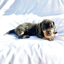 Bluey - Blue and tan female Dachshund puppy in Silver Springs, Florida from DeMarsh's Dachshunds