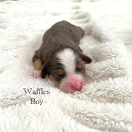 Waffles - Blue merle male Bernedoodle puppy in Waco, Texas from Blessings Pups Doodles