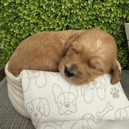 Joker - Red  male Goldendoodle puppy in Clinton, Utah from Golden Law Kennels