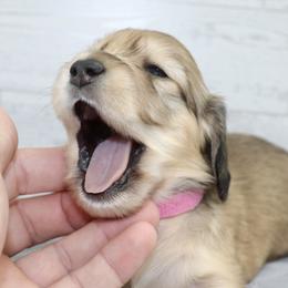 Acadia (Pink Band) - Cream female Dachshund puppy in Raleigh, North Carolina from McLovin Doxies
