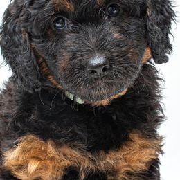 Aussiedoodles and Poodles from Superior AussieDoodles