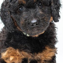 Aussiedoodles and Poodles from Superior AussieDoodles