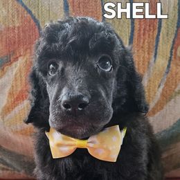Shell - Blue male Poodle puppy in St. James City, Florida from P.I. STANDARD POODLES
