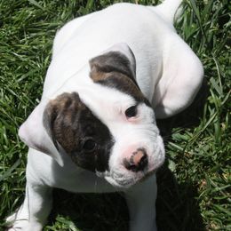 American Bulldog Puppies from Ferocia Kennels