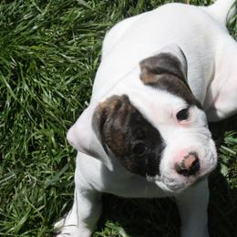 American Bulldog Puppies from Ferocia Kennels