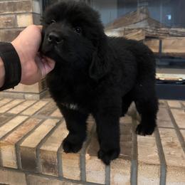 Purple Girl - Black female Newfoundland puppy in Seffner, Florida from Tampa Bay Farm
