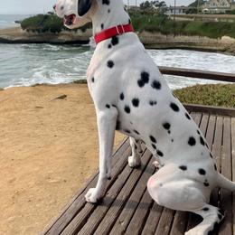 Dalmatian All Grown Up from Gateway Farm Dalmatians