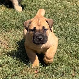 Purple Collar - Fawn female Boerboel puppy in Manitowoc, Wisconsin from Mae Boerboel