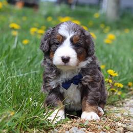 Male 5290 - Blue merle male Bernedoodle puppy in Ormond Beach, Florida from Florida Coast Doodles
