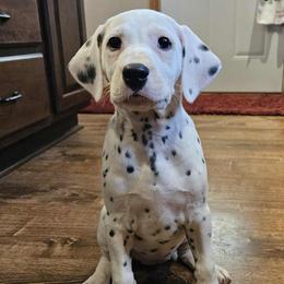Girl 2 - female Dalmatian puppy in Livonia, Missouri from Buttonridge Dalmatians