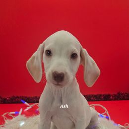 Lua Ash - White and orange male Dalmatian puppy in Conrath, Wisconsin from JSF Dalmatians LLC