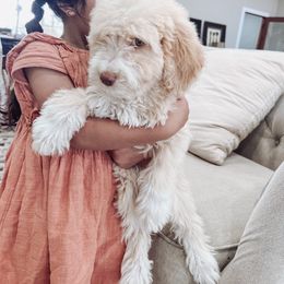 Aussiedoodle and Bernedoodle Puppies from High Desert Doodles