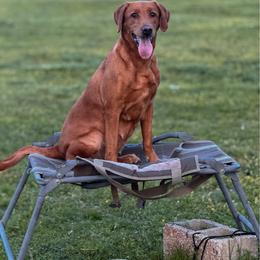Revee - Labrador Retriever