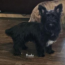 Rudy - Yorkshire Terrier