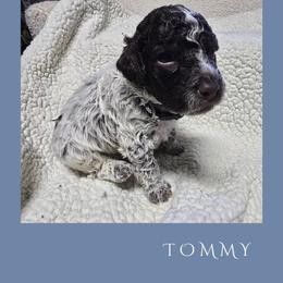 Boy 3 - Brown roan male Lagotto Romagnolo puppy in Salida, California from Harper's Lagotti