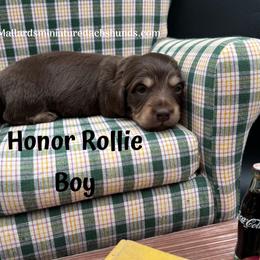 Honor Rollie - Chocolate and cream male Dachshund puppy in Montevallo, Alabama from Mallard's Miniature Dachshunds