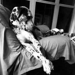 Abel - Merle male Great Dane puppy in Carencro, Louisiana from Halsey Danes
