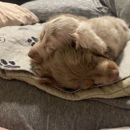 Dachshund Puppies from ESK’s River Valley Mini Doxies