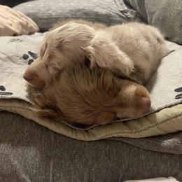 Dachshund Puppies from ESK’s River Valley Mini Doxies