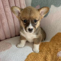 Meadow - Sable female Pembroke Welsh Corgi puppy in Paxton, Illinois from McGovern Family Corgis