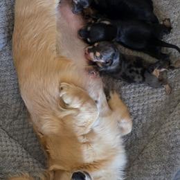 Maive 4500 - Dapple female Dachshund puppy in Lexington, Oklahoma from Long Doggy Acres Miniature Dachshunds