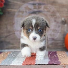 Clove - Blue female Pembroke Welsh Corgi puppy in Bedford, Indiana from Sunny Acres Corgis