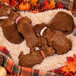 Girl 1 - Red  female Poodle puppy in Mc Henry, Illinois from Sunset Maple Poodles