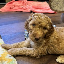 Robin (orange collar) - Red  Poodle puppy in Greensboro, North Carolina from Joyful Poodles