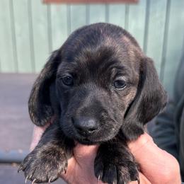 Boy, white collar - Brindle male Dachshund puppy in Polson, Montana from Little Miss Dachshunds of Montana