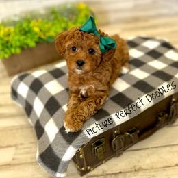 June- Purple Collar - Red female Cavapoo puppy in St George, Utah from Picture Perfect Doodles