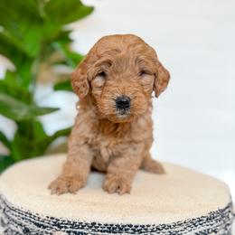 Étouffée - Apricot female Goldendoodle puppy in Jackson, Tennessee from Doodlebug Farms
