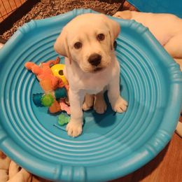 Labrador Retriever Puppies from Regal Oaks Labradors