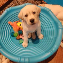 Labrador Retriever Puppies from Regal Oaks Labradors