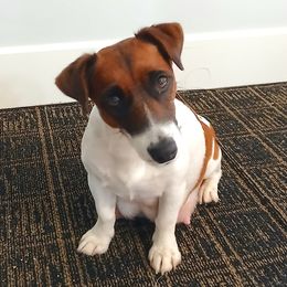 Lucy - Russell Terrier