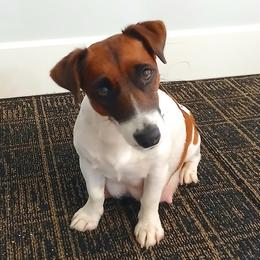 Lucy - Russell Terrier