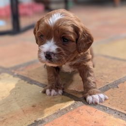 Girl 2 - female Cavapoo puppy in Sunnyvale, Texas from Sunnytown Farm Cavapoos