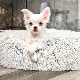 Kwazii - Cream and white male Chihuahua puppy in Anderson, South Carolina from Lil Treasures Chihuahuas