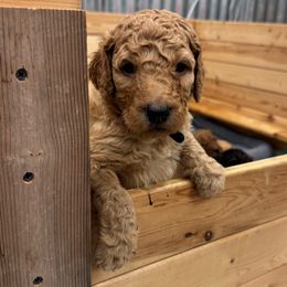 Thrasher (black collar) - Red  Poodle puppy in Greensboro, North Carolina from Joyful Poodles
