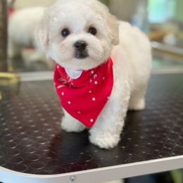 Bichon Frise and German Shepherd Puppies from Top Shepherd & French bulldog kennel