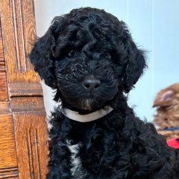 Orion - Black Labradoodle puppy in Lowville, New York from Double B Doodles