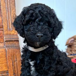 Orion - Black Labradoodle puppy in Lowville, New York from Double B Doodles