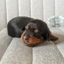 Blue Collar - Black and tan male Dachshund puppy in Cheyenne, Wyoming from Golden Badger Kennels