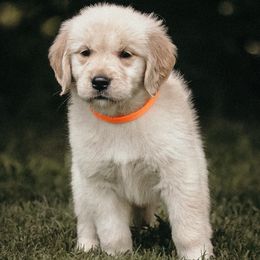 Orange Girl - Golden Retriever puppy from Carolina Goldens