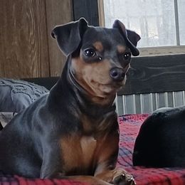 Libby - Miniature Pinscher