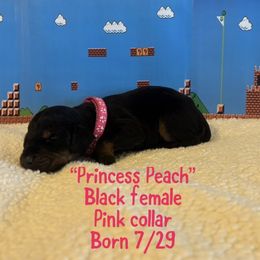Princess Peach - Black and rust female Doberman Pinscher puppy in Ohio from The Dober Den