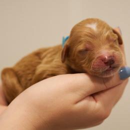 Timon - Light Blue Collar - Apricot male Goldendoodle puppy in Arlington, Washington from Anderson Goldendoodles