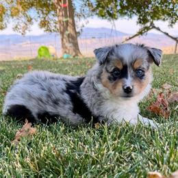 Bandit - Blue merle male Toy Australian Shepherd puppy in Tonasket, Washington from V5 Aussies